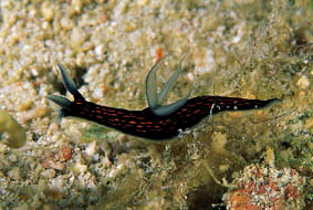  Roboastra gracilis (Sea Slug)